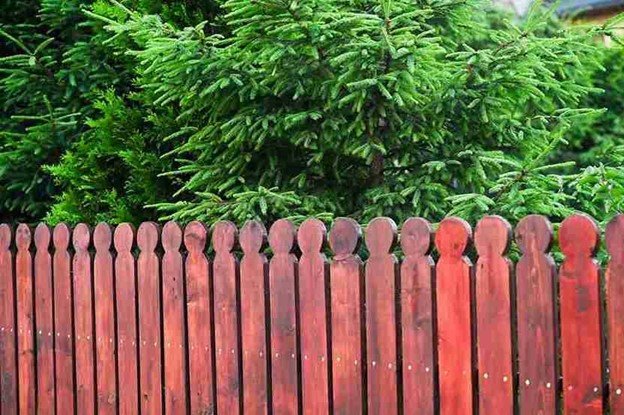 Red-stained wooden picket fence in front of evergreen shrubs and trees